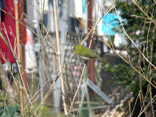 メジロくっきり