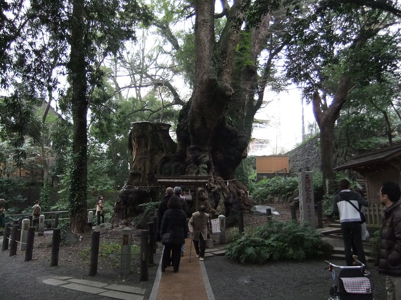 来宮神社＠熱海の大楠20120318.JPG