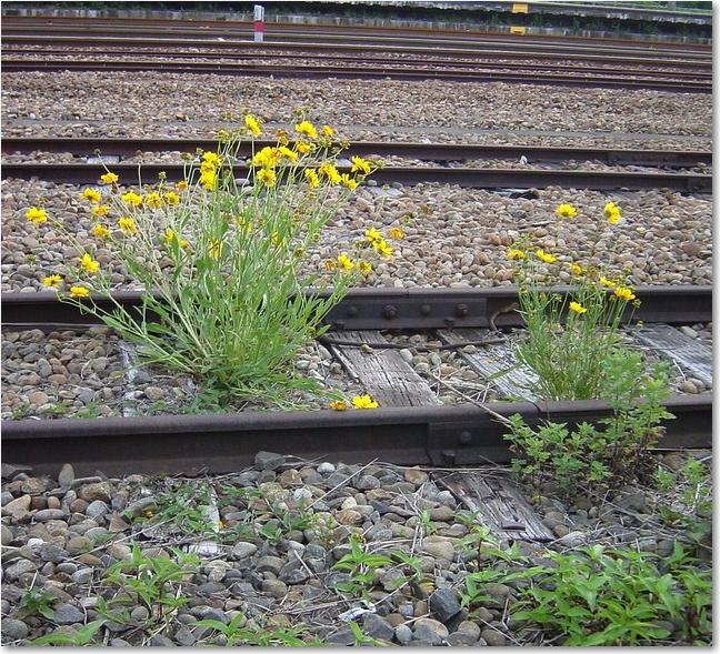80花咲くレール.JPG