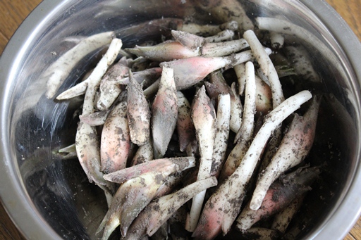 2012.8.12 みょうが収穫.JPG