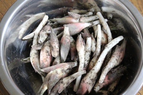 2012.8.12 みょうが収穫.JPG