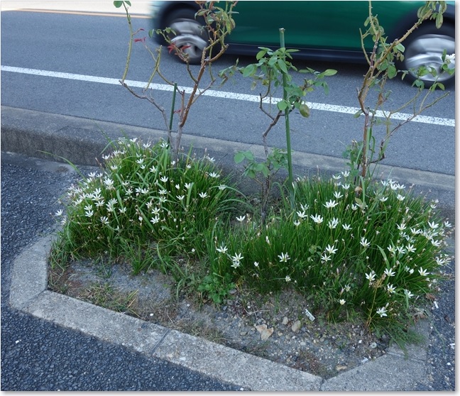 68歩道の花