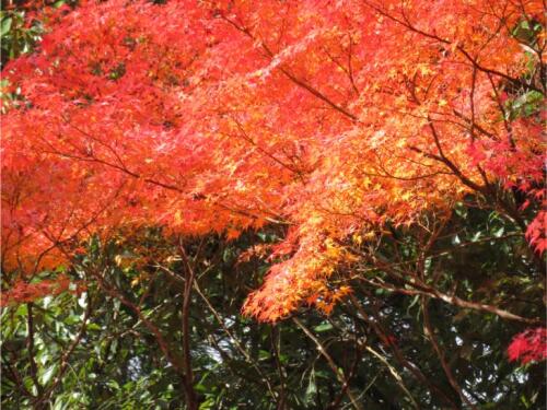 赤山禅寺 (48).jpg