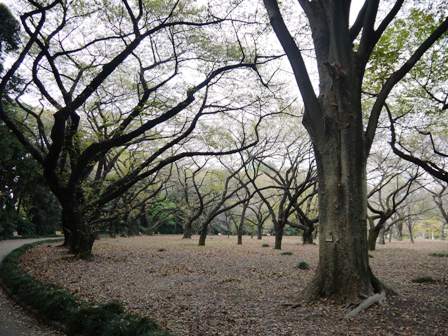 桜園地.jpg