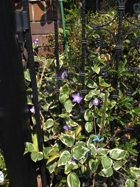 IMG_6995 (480x640).jpg