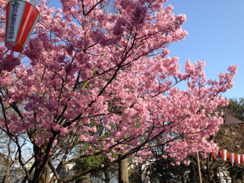 桜の木かな？