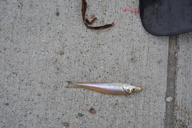 showPhoto (640×426)