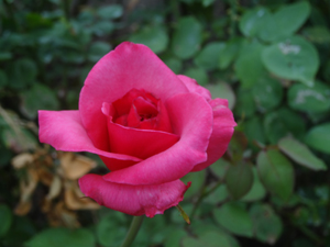 DSC08890 (2).jpg