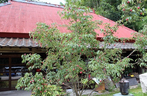 東の里(骨董店) (2).JPG