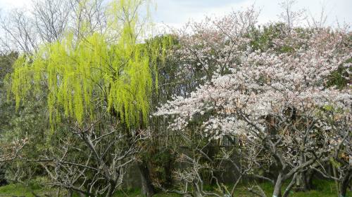 柳と桜 (2).JPG