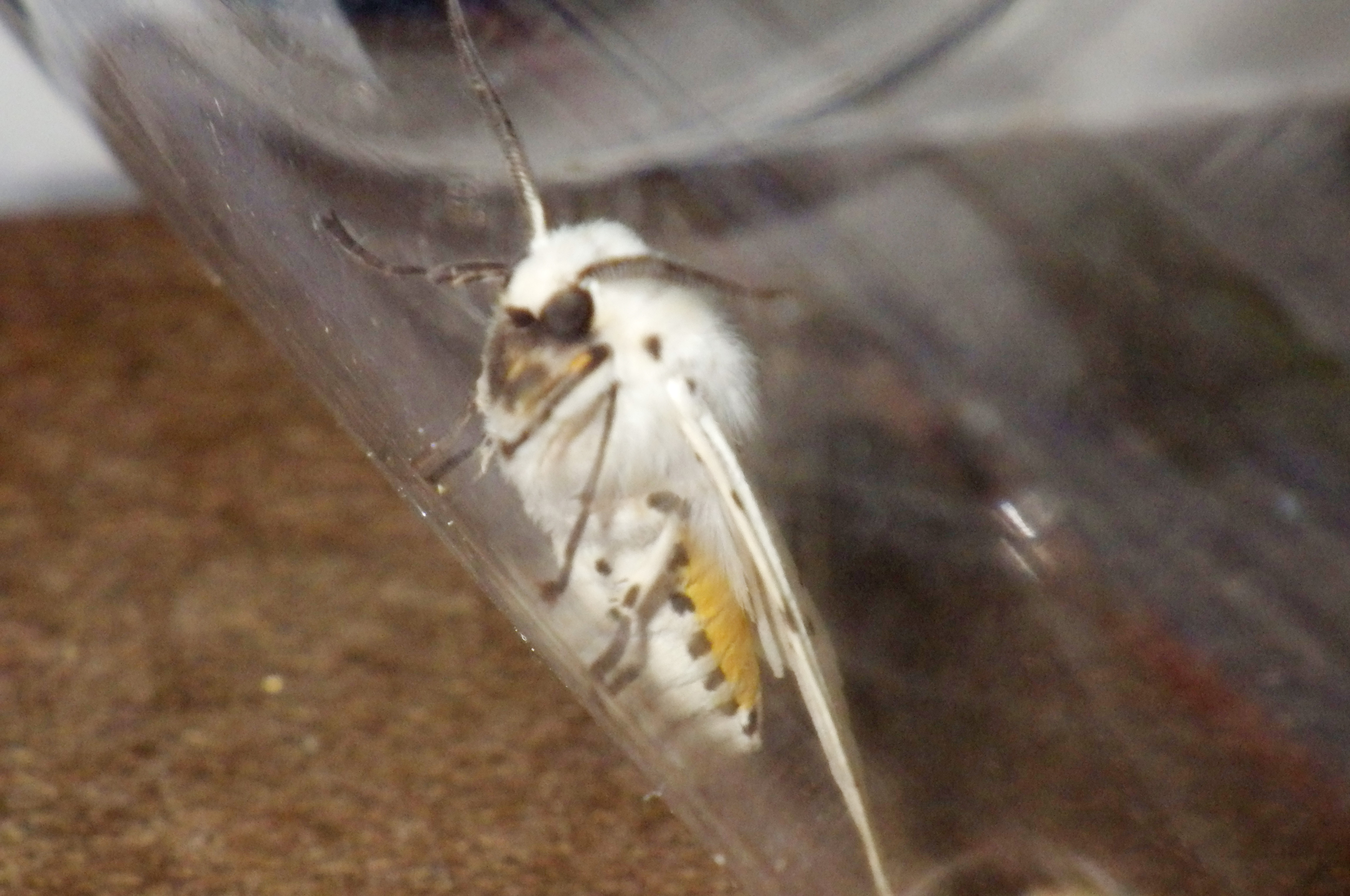 キハラゴマダラヒトリ０３