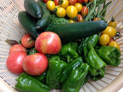 夏野菜の収穫.jpg
