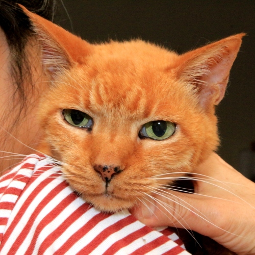 家族紹介用画像フォルダ