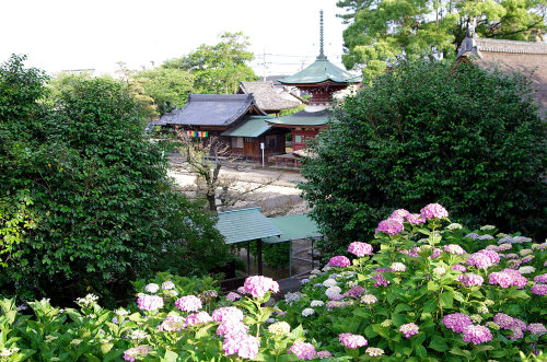 稲沢あじさい祭り(2).jpg