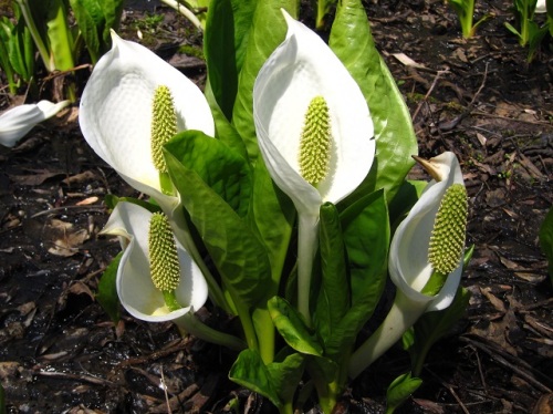 1本の肉穂花序に4枚の花被片がある小花が数百個咲くミズバショウの花 自然観察の振返り 16 サトイモ科の植物 第2回 しろうと自然科学者の自然観察日記 楽天ブログ