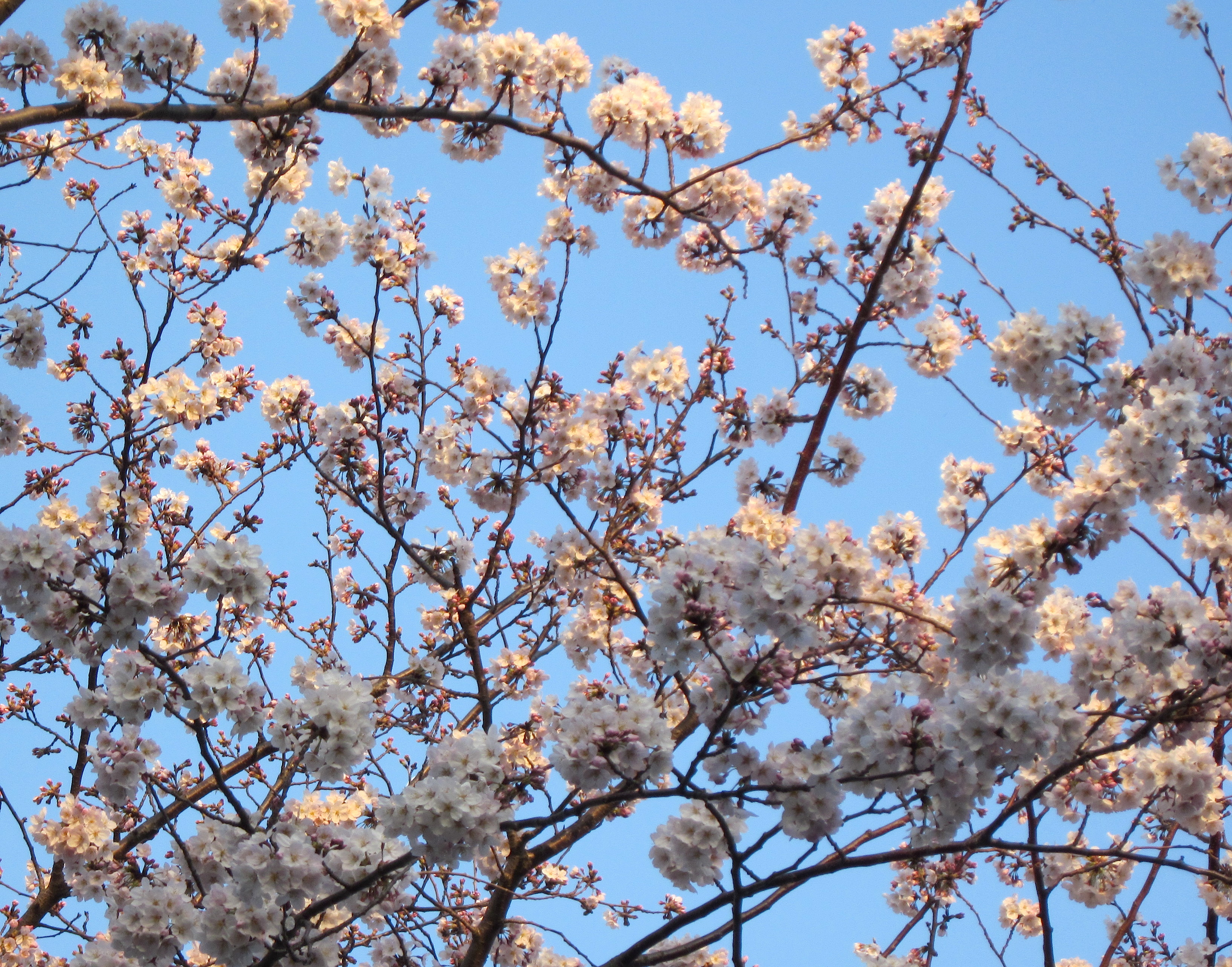 2015sakura029.JPG