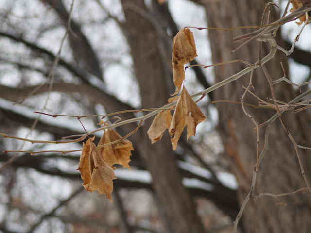 DSC08296.JPG