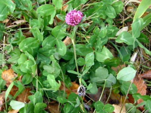 帰化植物ムラサキツメクサの花 秋の北海道での自然観察 その6 しろうと自然科学者の自然観察日記 楽天ブログ