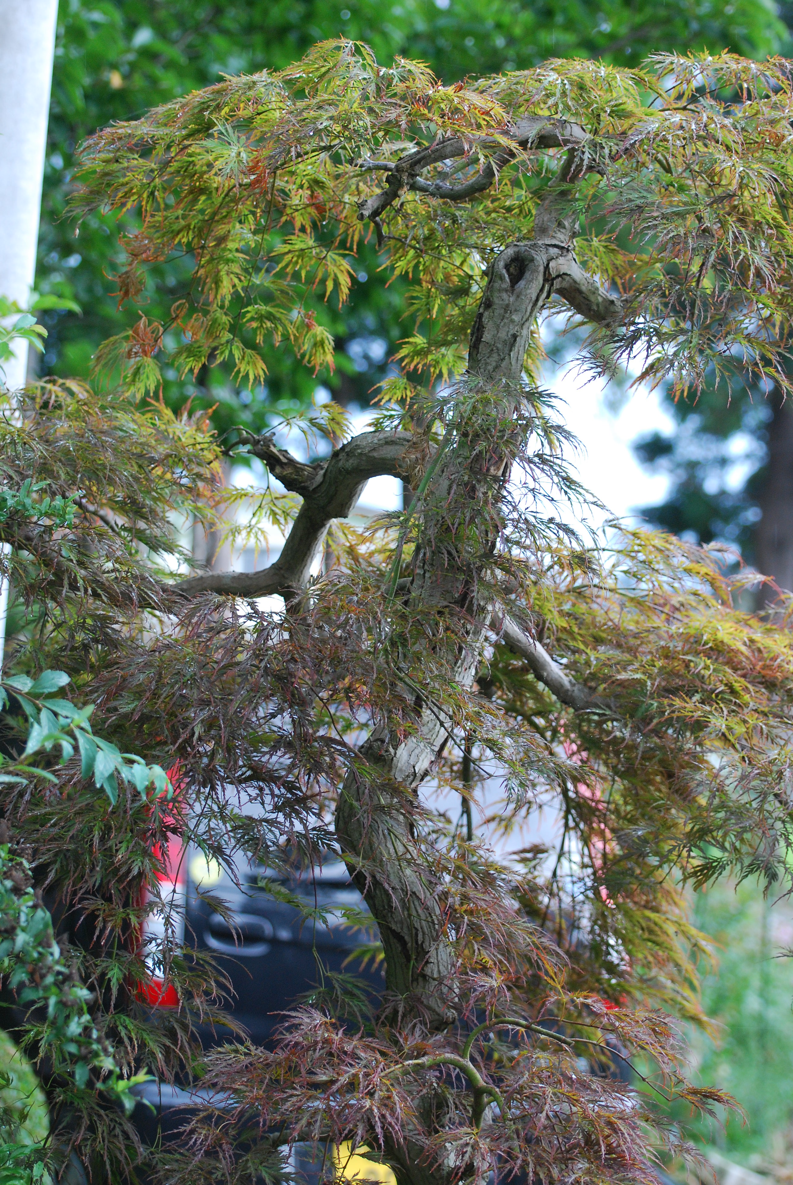DSC_0141.JPG