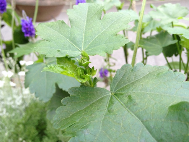 IMG_9170 (640x480).jpg