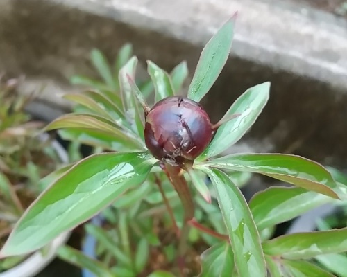 雨が降る前の牡丹の花たち ネコ様とガーデニング 楽天ブログ