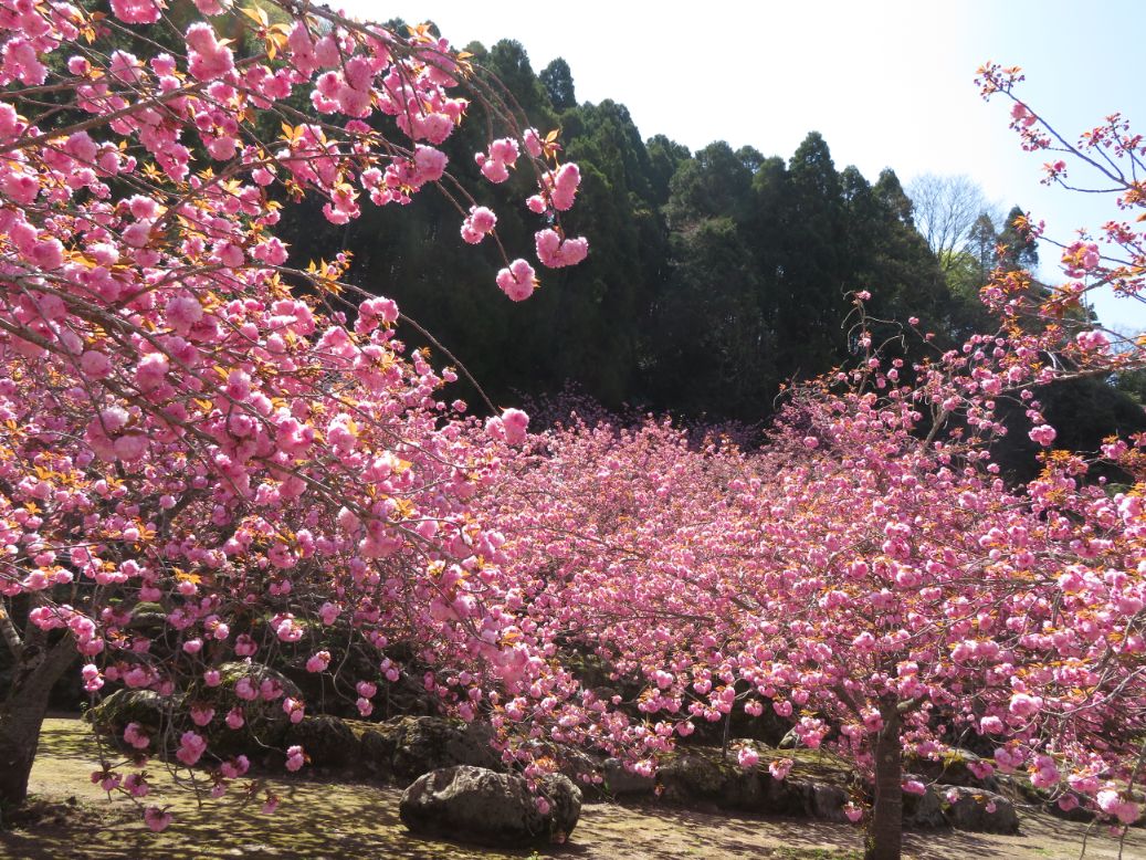 一心寺 (40).jpg
