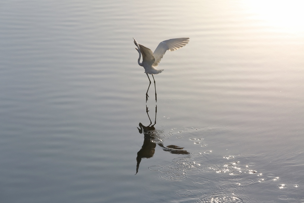 B97A6650 (1024x683).jpg