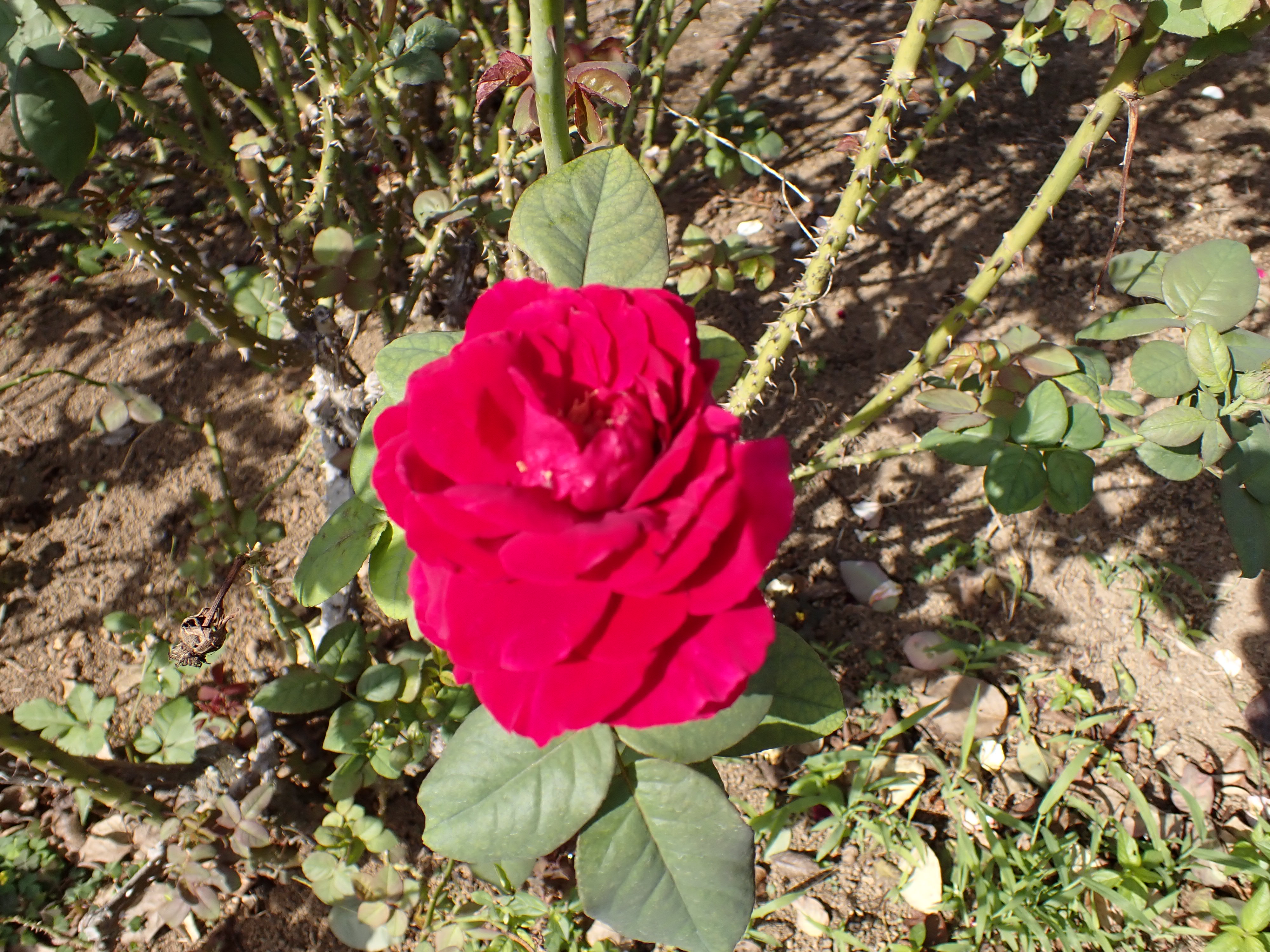 _A070035.JPG