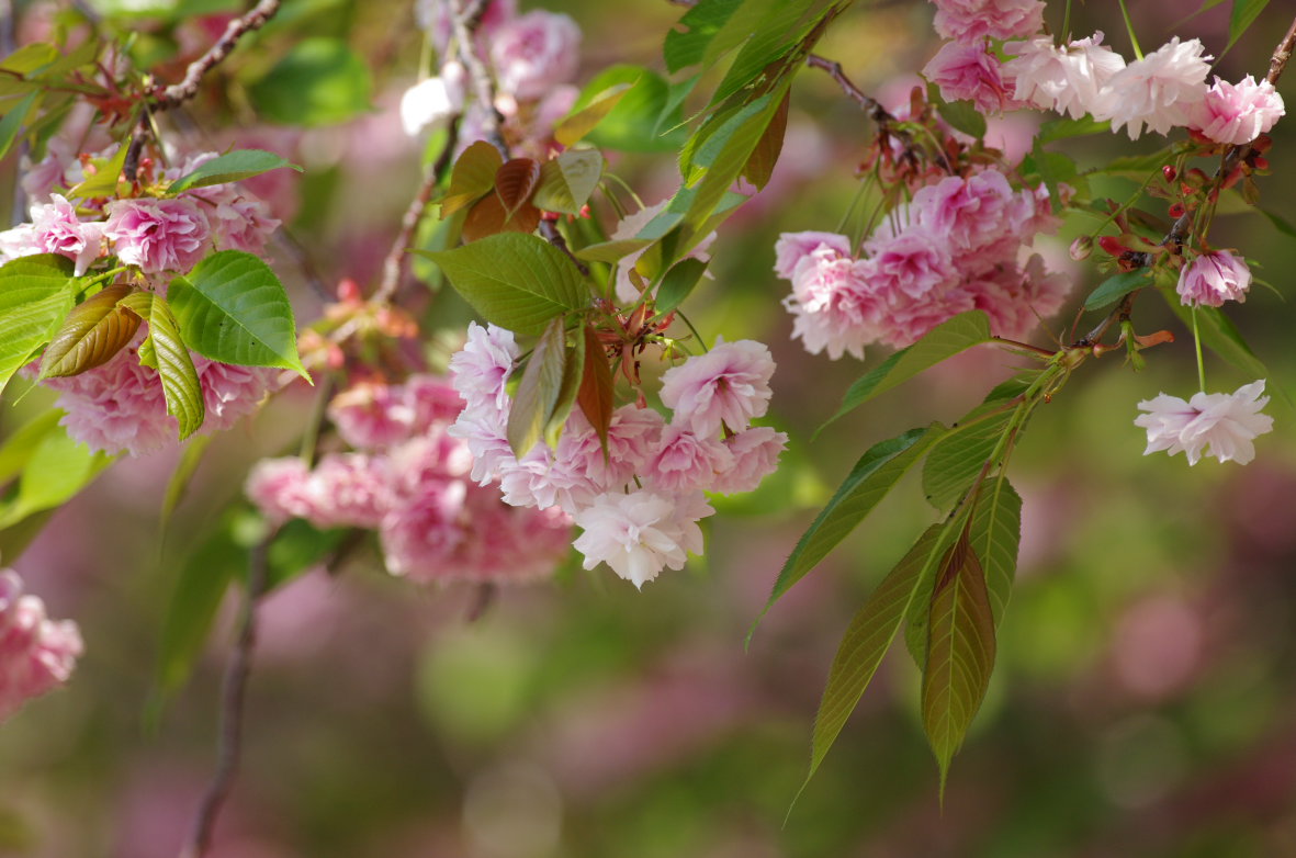 140426八重桜.jpg