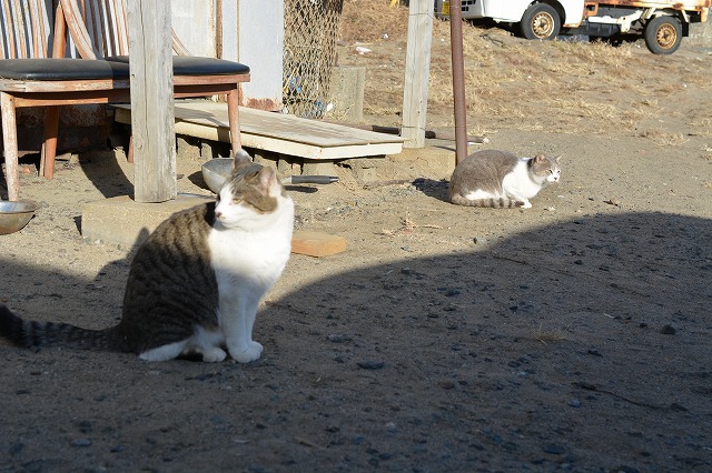 showPhoto (640×426)