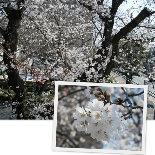 2023-03-16桜1.jpg