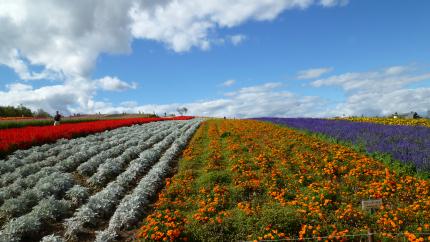 biei2013.9.22-s.jpg