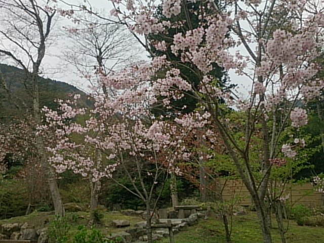 20150419  DSC_0004.jpg