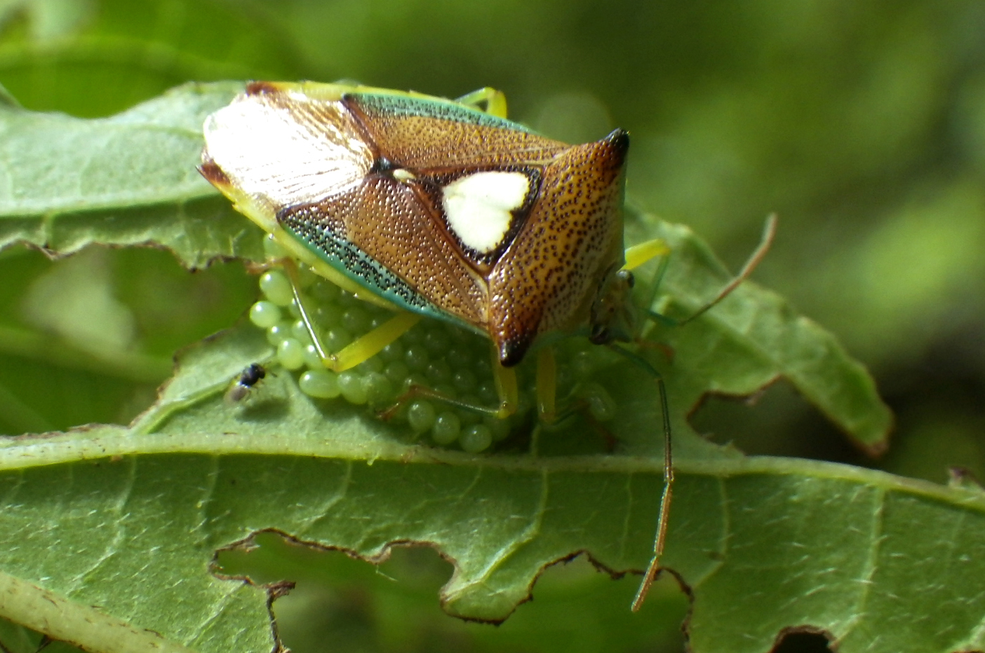 エサキモンキツノカメムシ