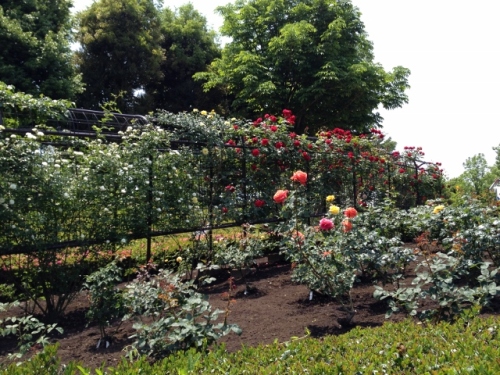 IMG_9064 (640x480).jpg