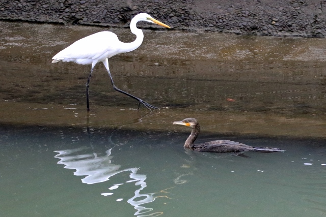 P95A2170 (640x427).jpg