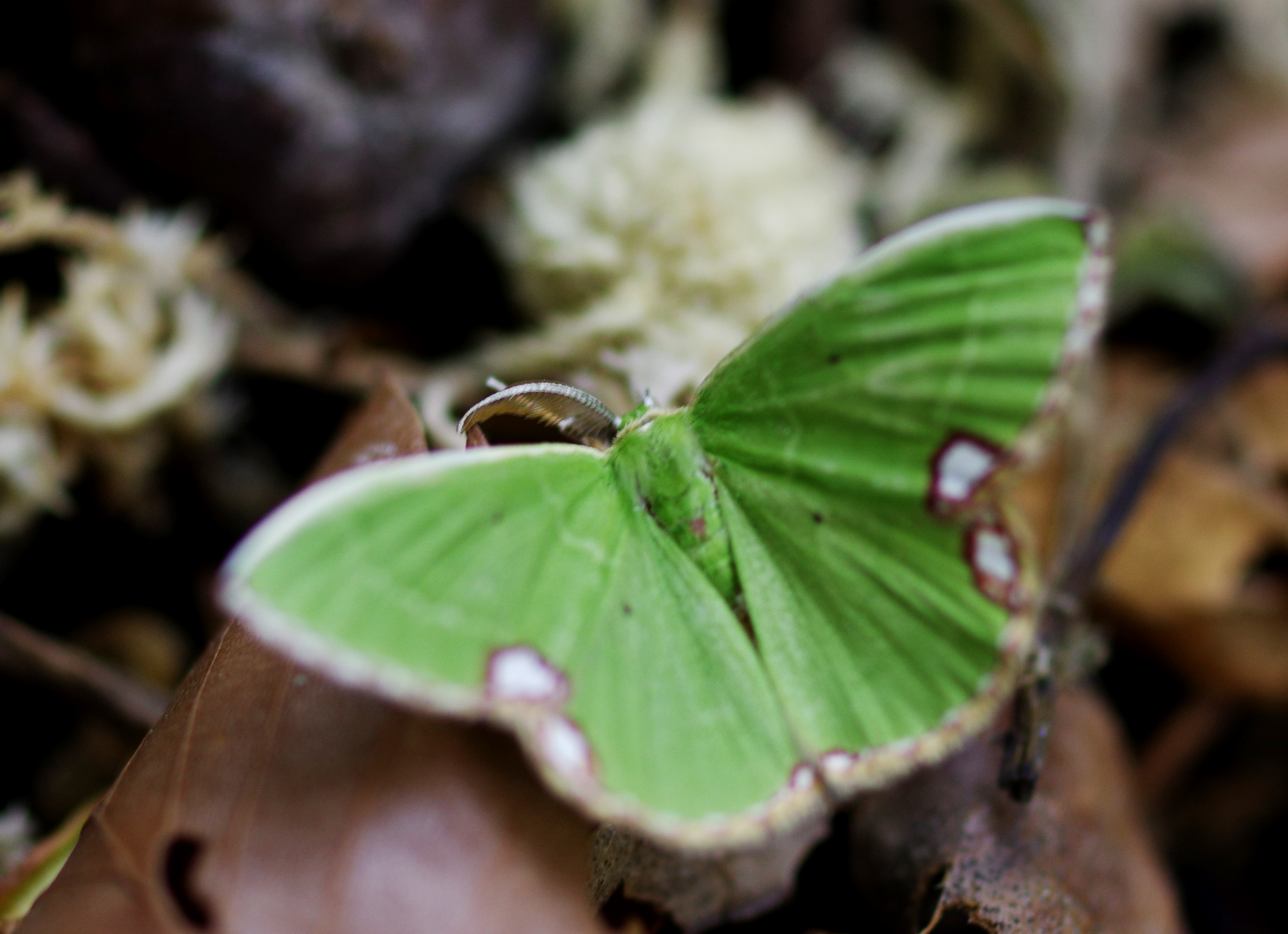 ヨツモンマエジロアオシャク