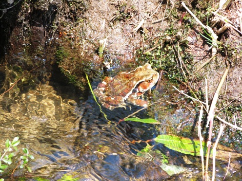 8　川のカエル.jpg