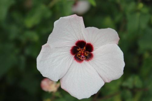 IMG_3735 - コピー.JPG