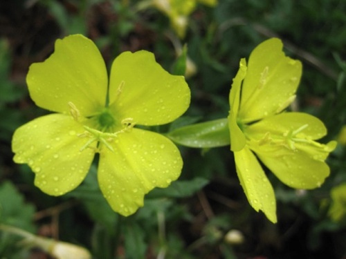 メマツヨイグサの花 秋の裏磐梯での自然観察 その27 しろうと自然科学者の自然観察日記 楽天ブログ