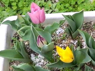 チビチューリップ2016