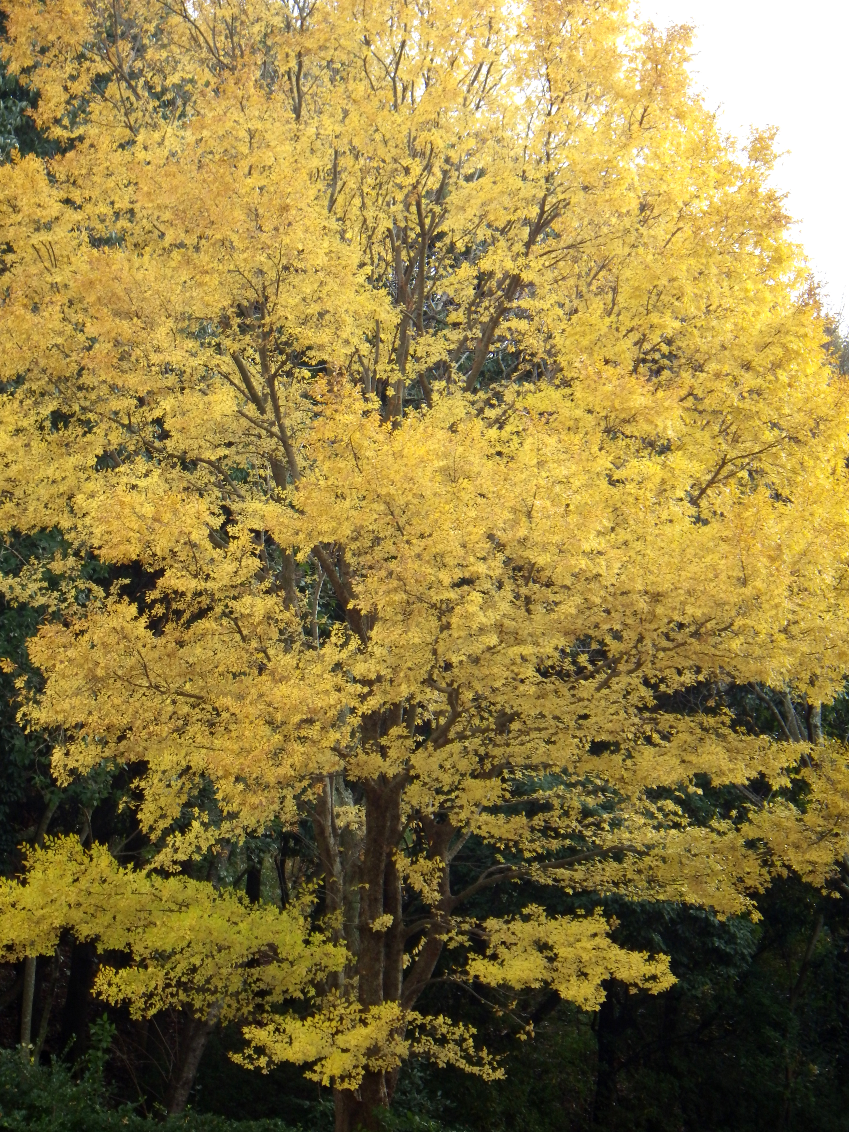 アキニレの黄葉