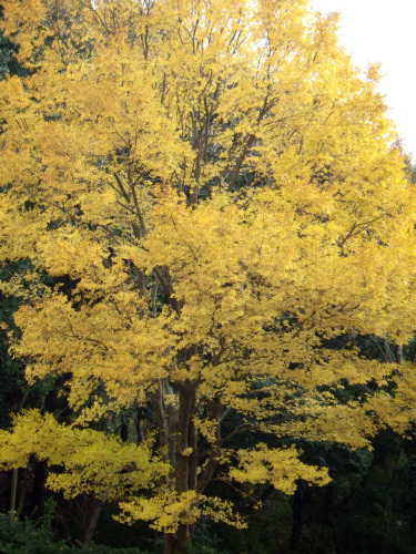 アキニレの黄葉