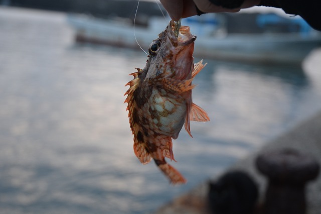 showPhoto (640×426)