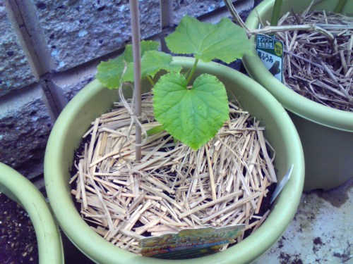 秋きゅうり　植えつけ