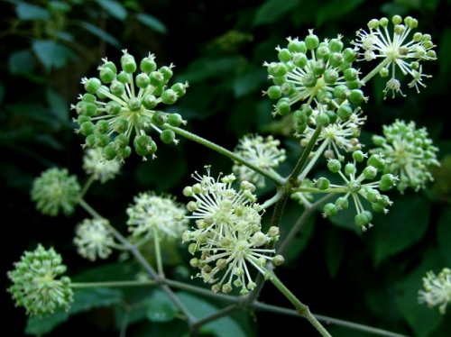 ウド ヤマウド の花 秋の高尾山での自然観察 続き その30 しろうと自然科学者の自然観察日記 楽天ブログ