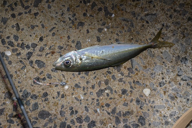 showPhoto (640×426)