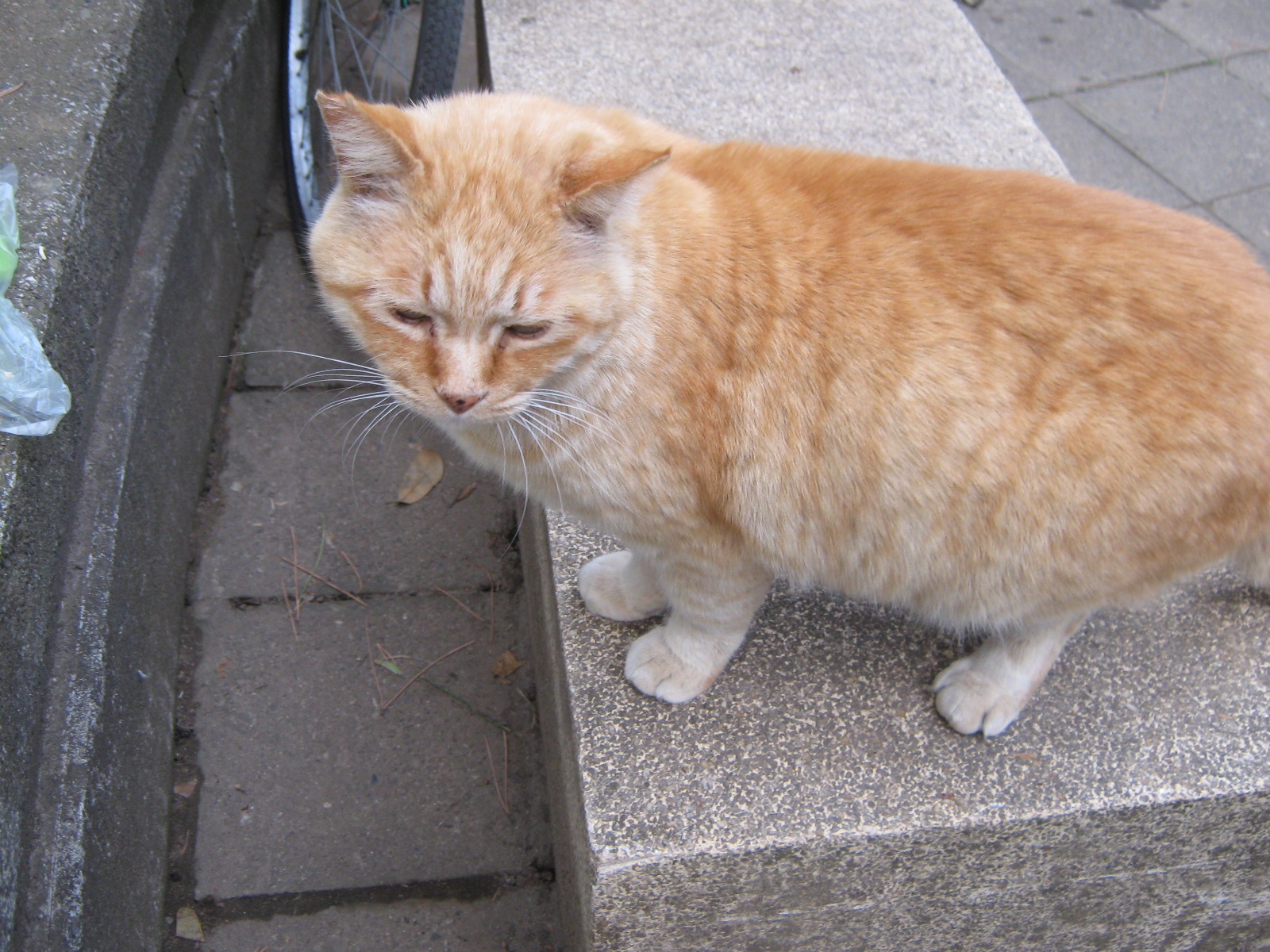 26年3月25日　戻ってきた大ちゃん.JPG