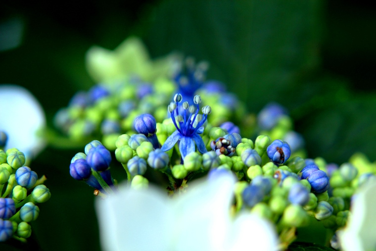 ガクアジサイの中花.jpg