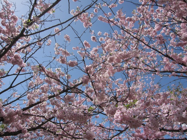 思川桜3.jpg
